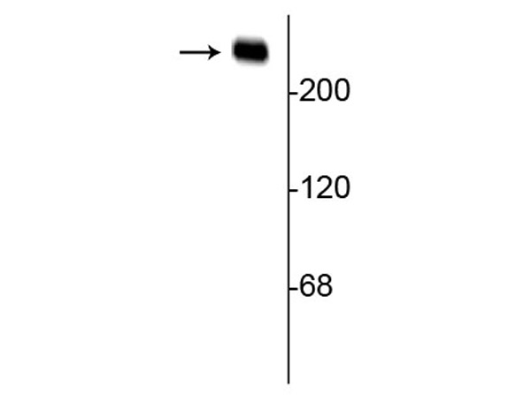 Western Blot with Anti-Alpha-II-Spectrin